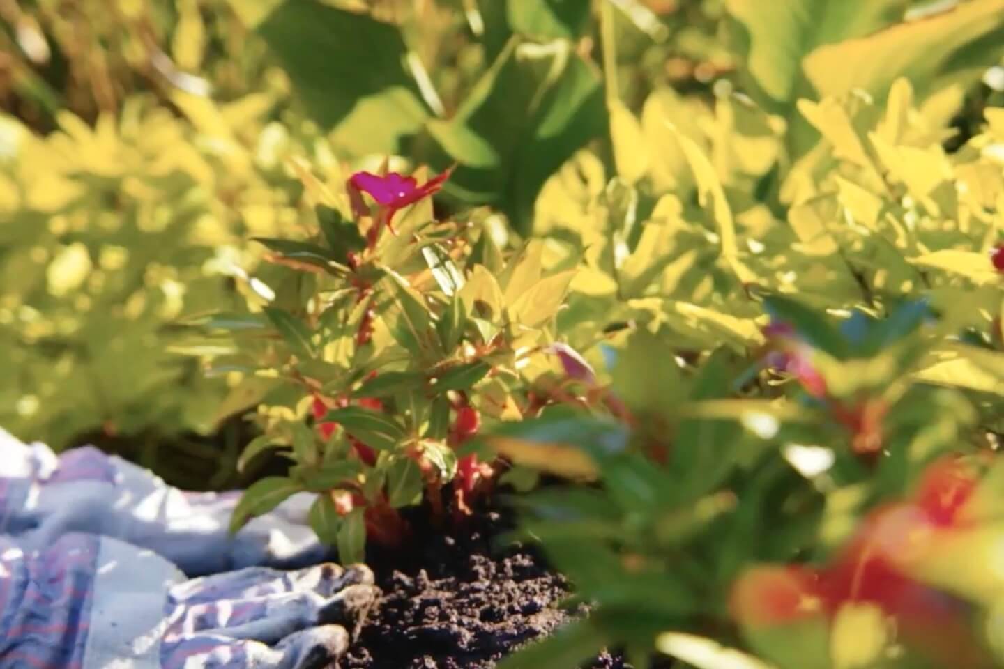 Person pressing composted dirt into flowers