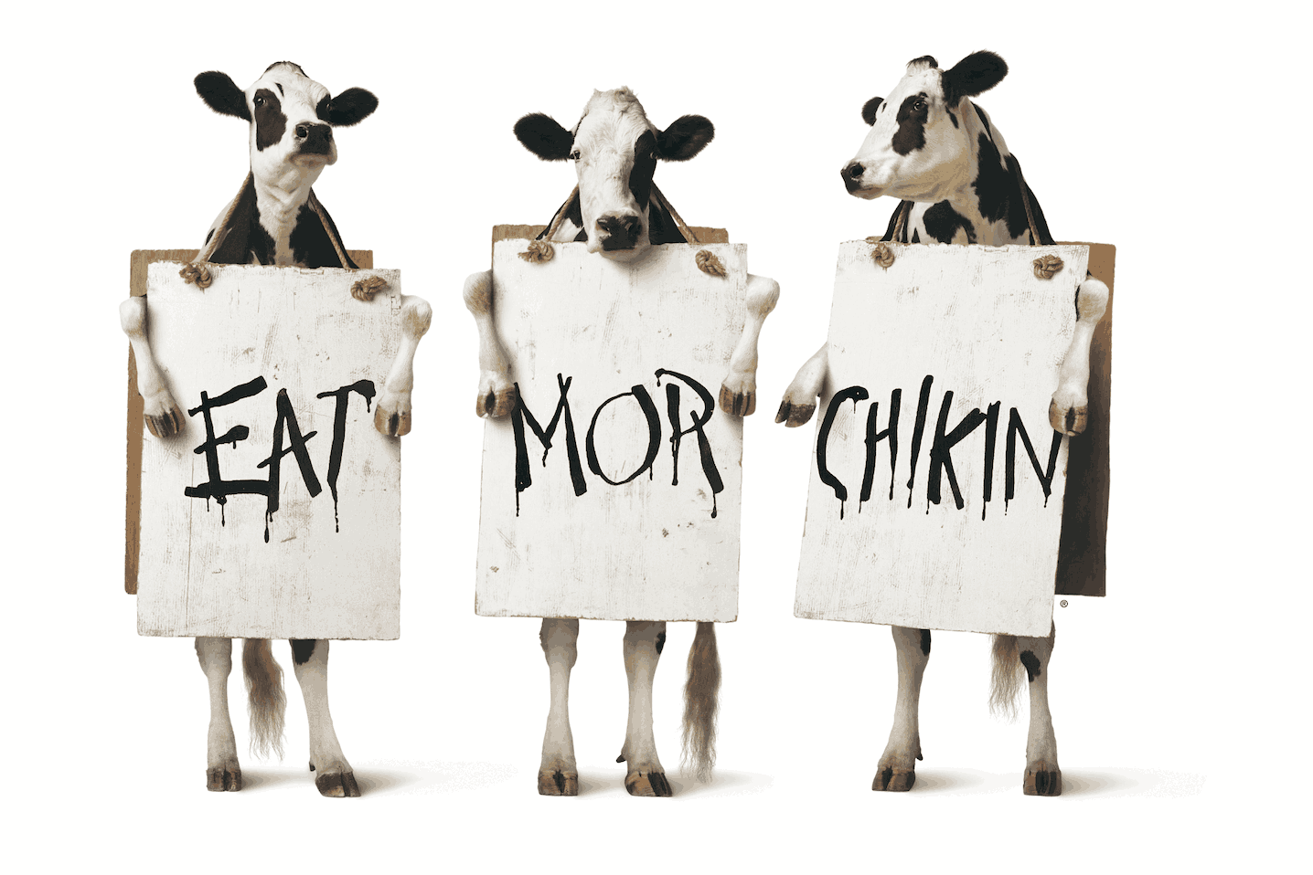 3 Chick-fil-A Cows holding signs that read “Eat More Chikin”