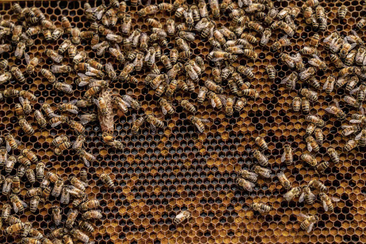 Image of beehive, bees and honeycomb.