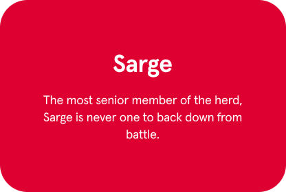 Sarge Cow