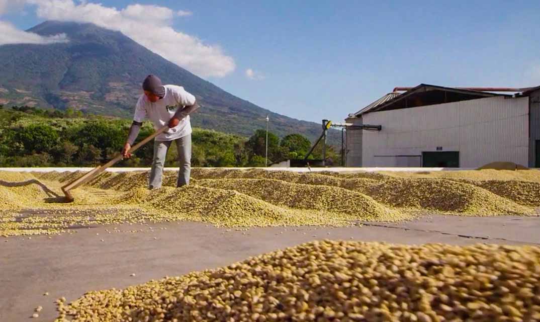 A person working outside at a coffee facility