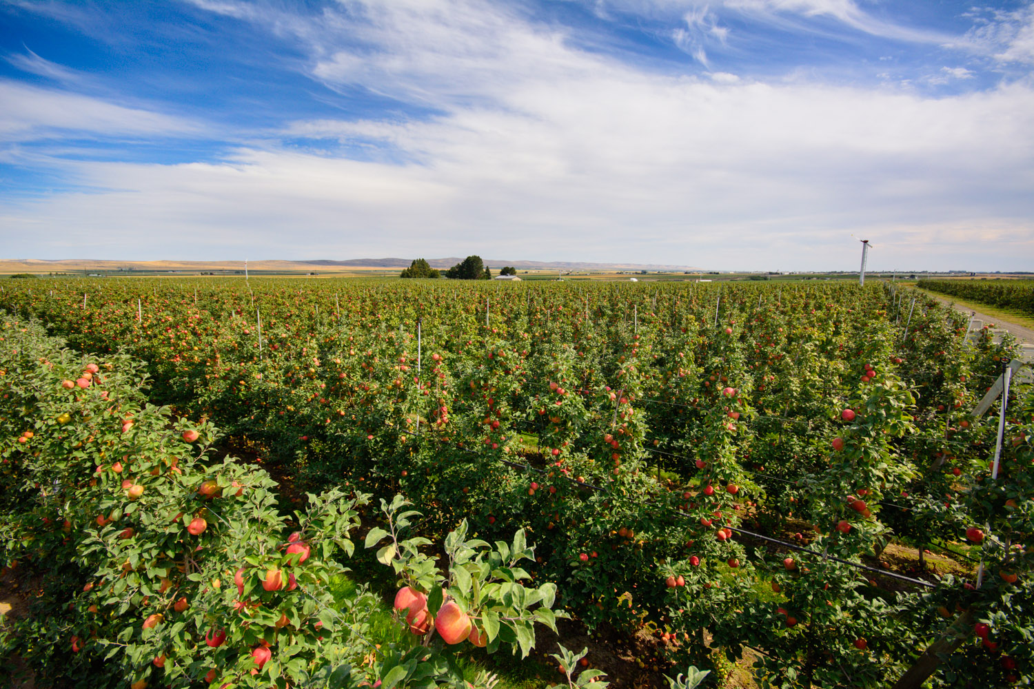 Washington's Apple country