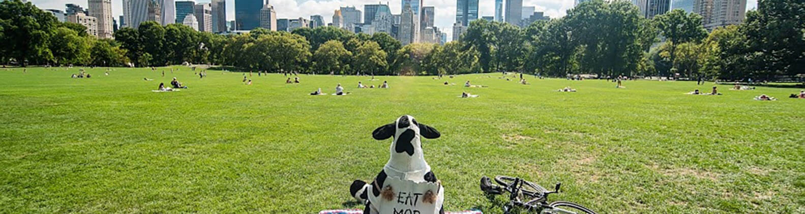 Cows rites of passage in New York City-Cow relaxing in Cantral Park
