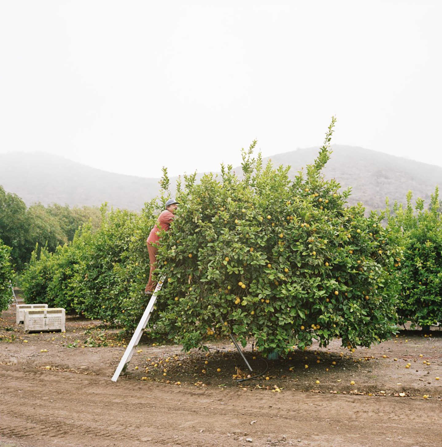 Tom Mayhew’s lemon farm