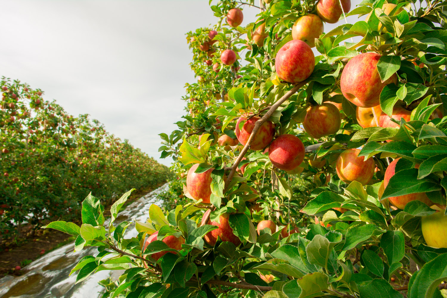 Apple tree