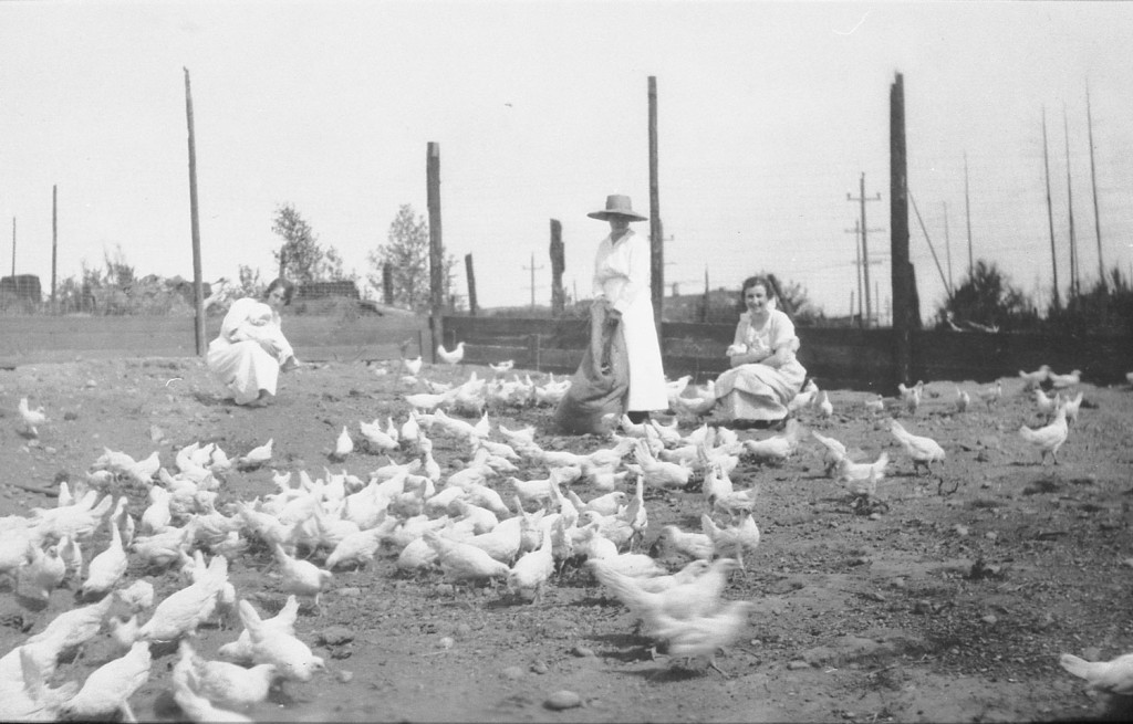 Tending chickens