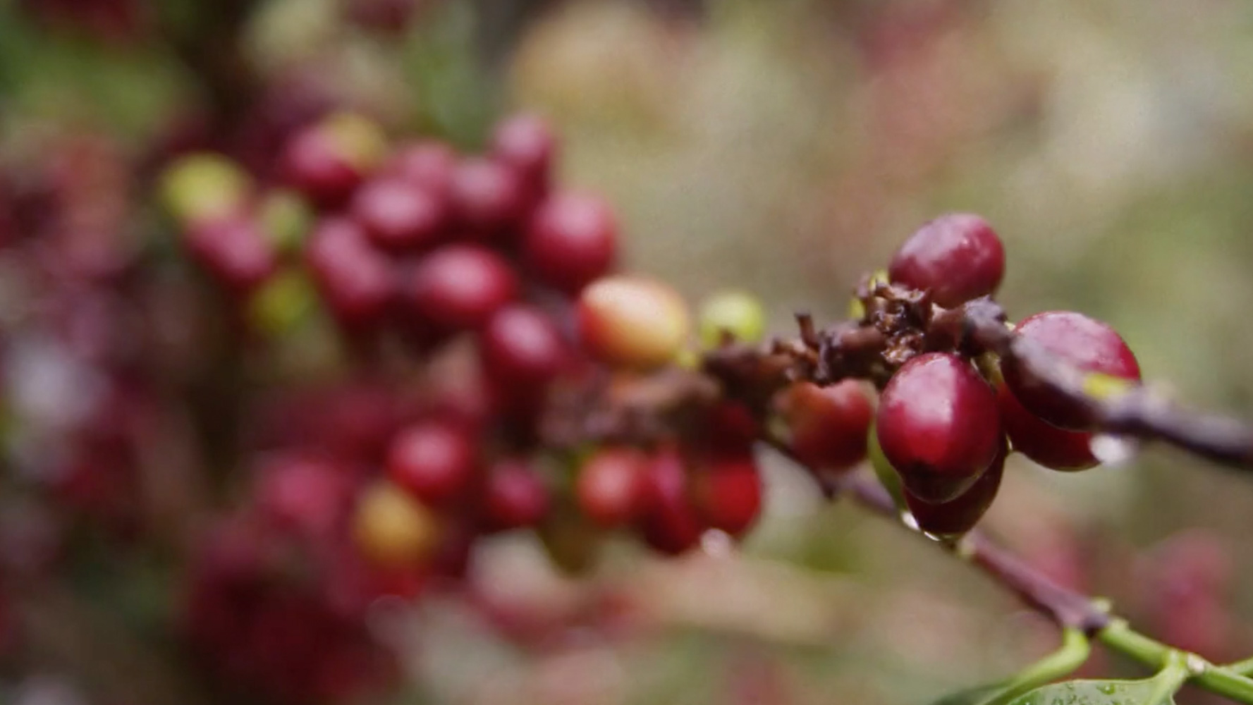 Thrive Coffee Putting People Over Profits Chick Fil A