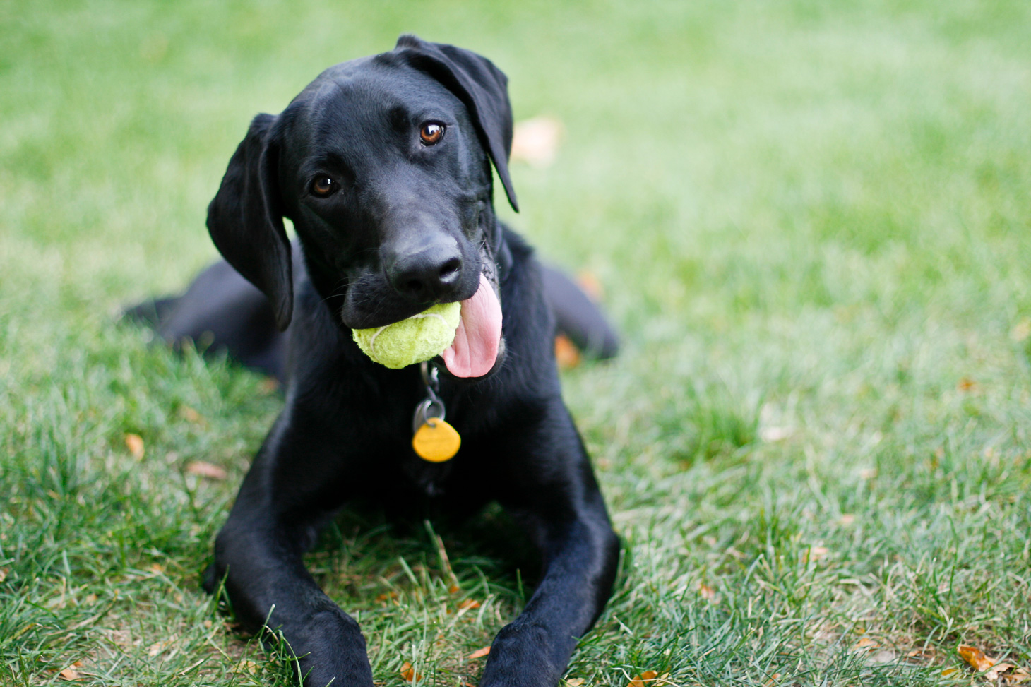 dogs and tennis balls